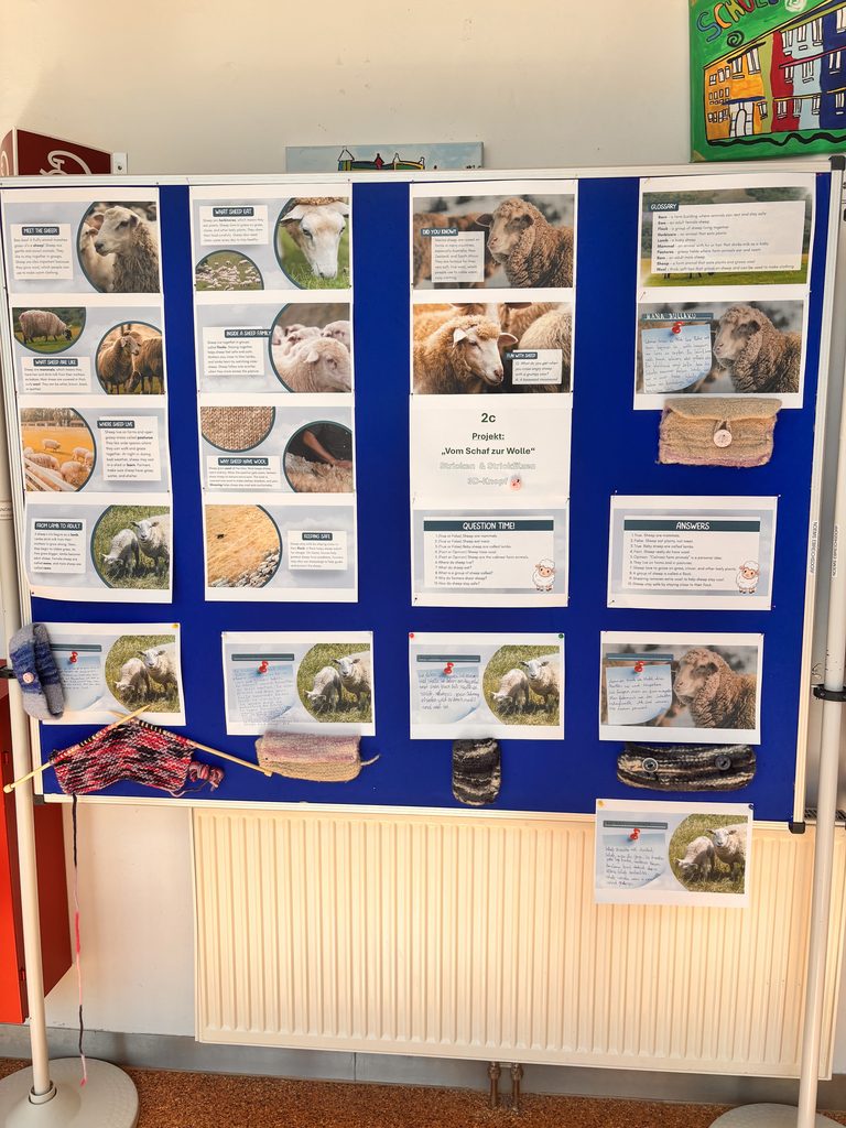 Projektwand „Vom Schaf zur Wolle“ der Klasse 2c mit Schaf-Fotos, englischen Infokarten und selbst gefilzten Werkstücken